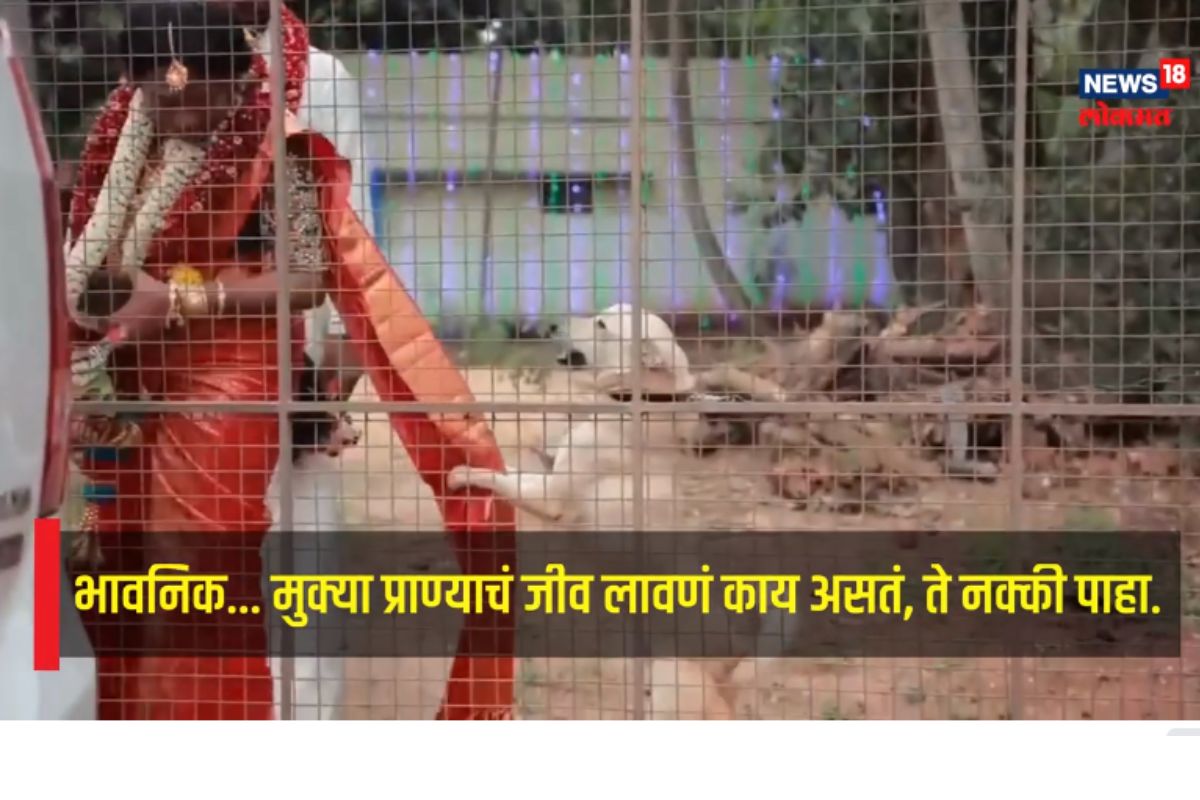 नवरीला सासरी जाऊच देईना; नातेवाईकांसह घरातील कुत्राही भावुक, हृदयस्पर्शी Video