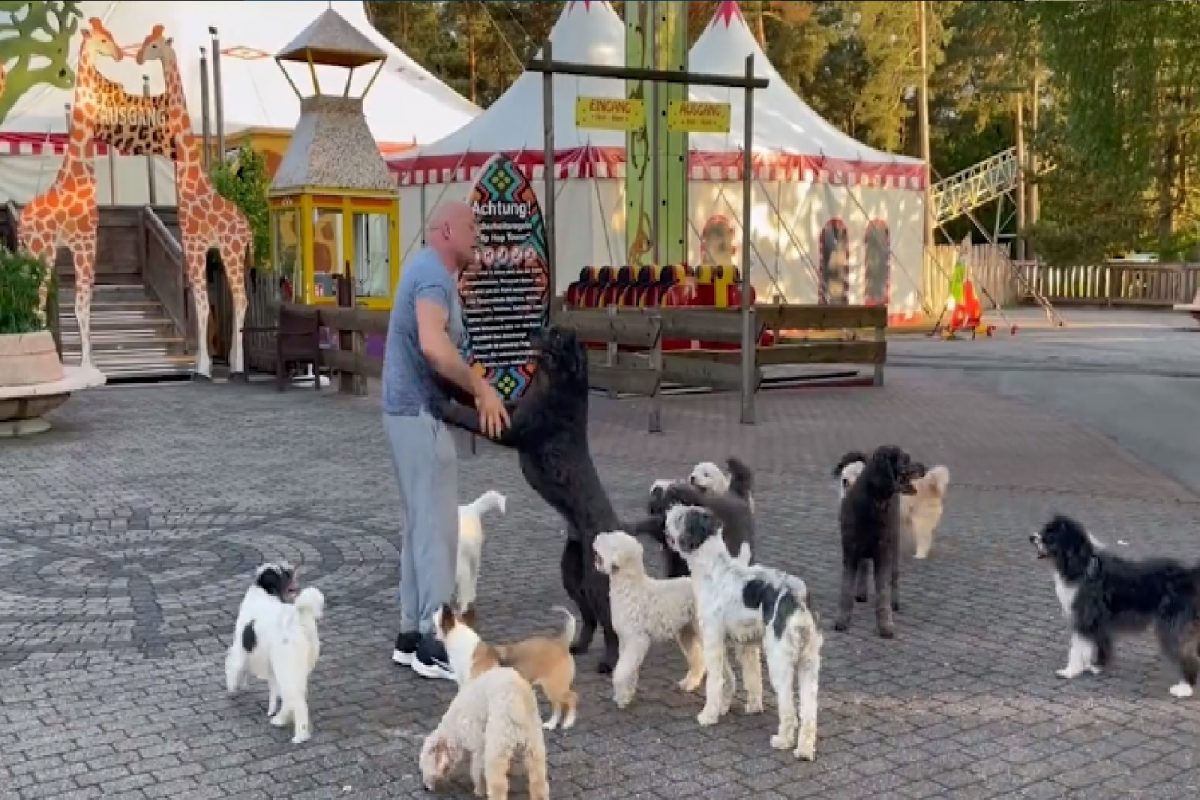 14 श्वानांनी मिळून मालकासोबत असं काही केलं की जगभर चर्चा; VIDEO पाहून सर्वजण थक्क
