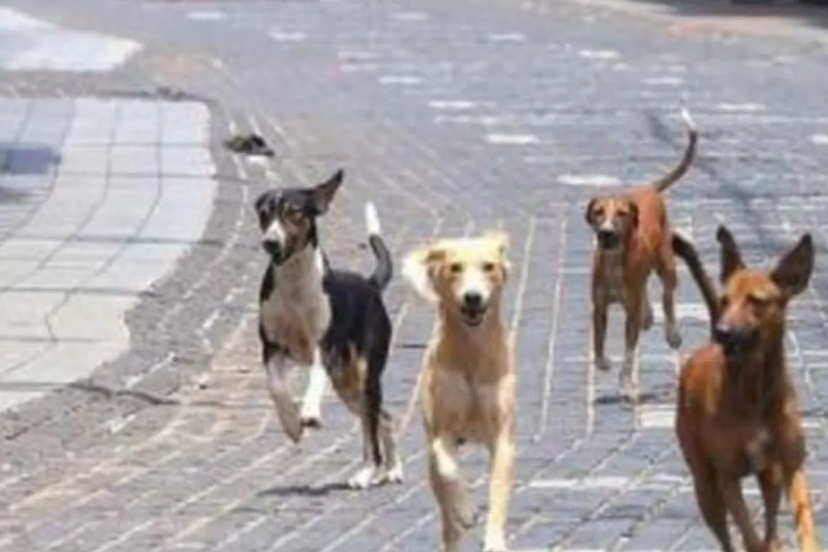 प्रतिकात्मक छायाचित्र