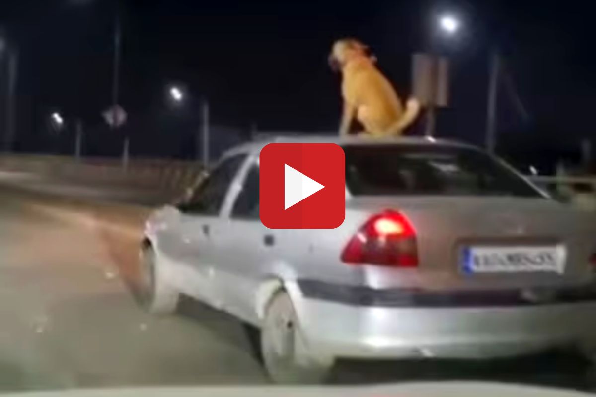 कारच्या छतावर बसलाय कुत्रा