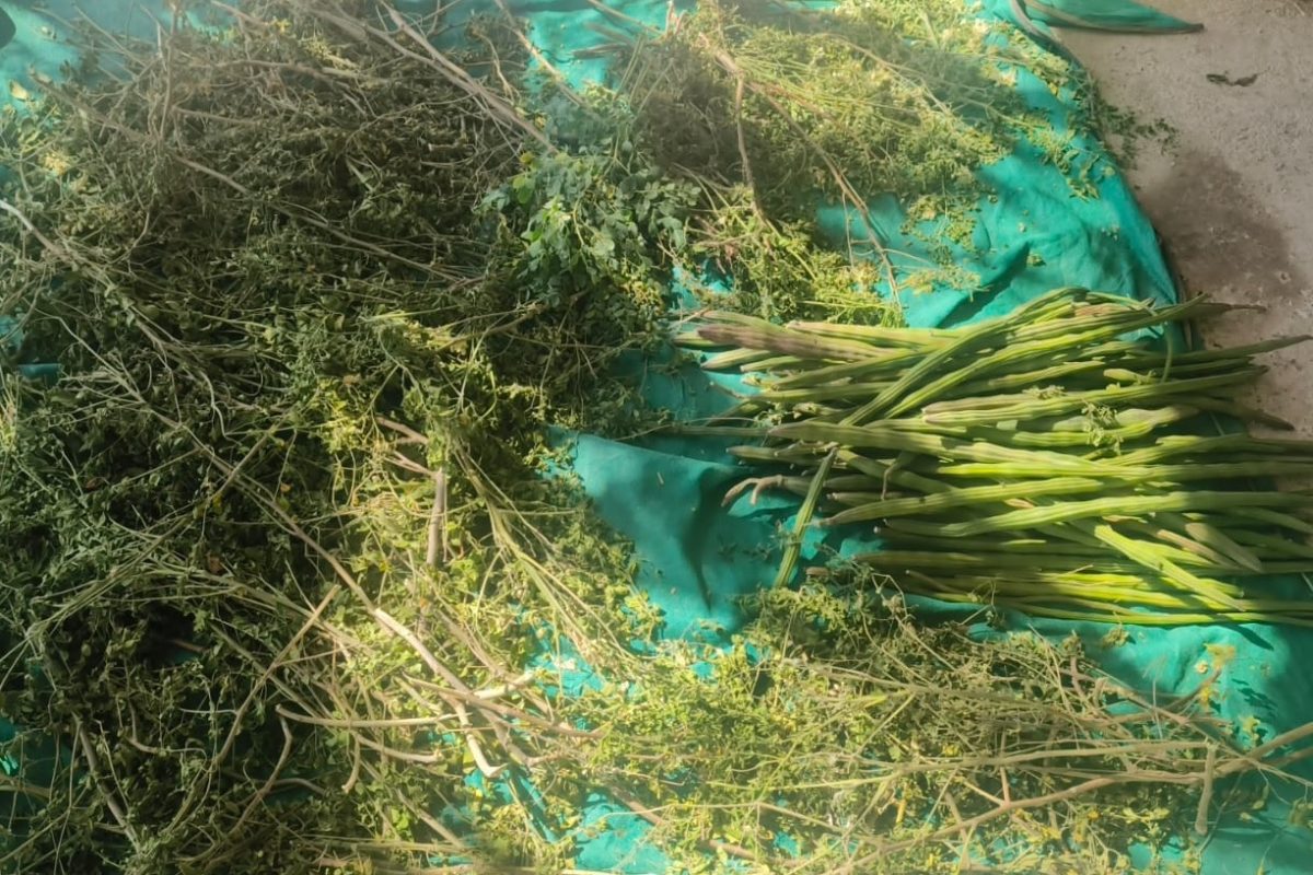 12 महिने उत्पादन आणि गॅरेंटी पैसा मिळवून देणारी शेती, तुम्ही मिळवू शकता लाखो रुपये