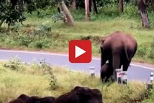 रस्ता कसा क्रॉस करायचा, मादा हत्तीनं मुलाला समजवलं, Viral Video खूपच सुंदर