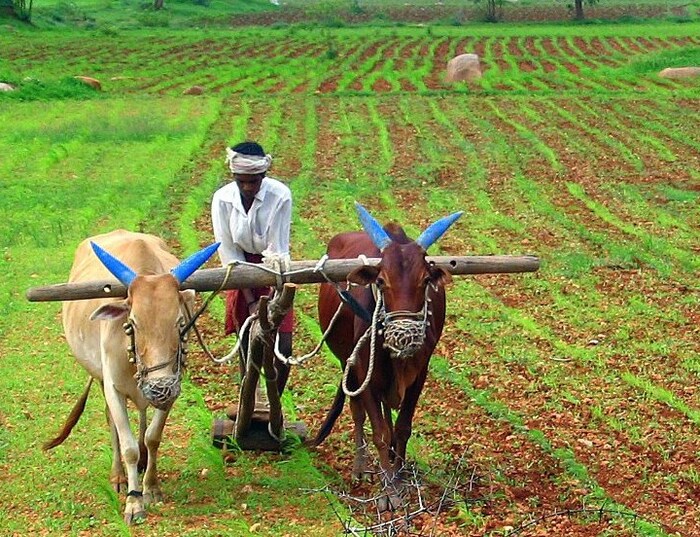 पीएम किसान योजनेंतर्गत, पात्र शेतकरी कुटुंबांना सरकारकडून प्रत्येकी दोन हजाराच्या तीन हप्त्यांमध्ये दरवर्षी 6000 रुपये हस्तांतरित केले जातात. तुम्हाला पीएम किसान योजनेचा 13वा हप्ता मिळेल की नाही? आपण सहजपणे ऑनलाइन तपासू शकता.