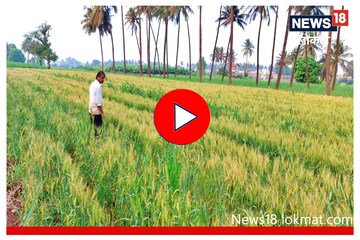 Sangli : पिकांच्या वाढीला लागणारा महत्त्वाचा घटक महागला, शेतकऱ्यांचं बजेट कोलमडलं, Video