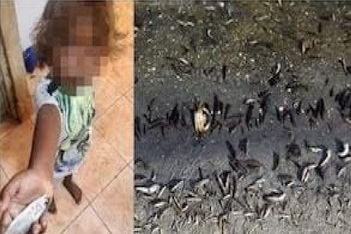 माशांचा पाऊस