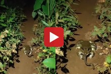 धोकादायक सापालाच बेडकानं बनवलं टार्गेट, शिकाऱ्याच्या शिकारीचा Video Viral धोकादायक सापालाच बेडकानं बनवलं टार्गेट, शिकाऱ्याच्या शिकारीचा Video Viral