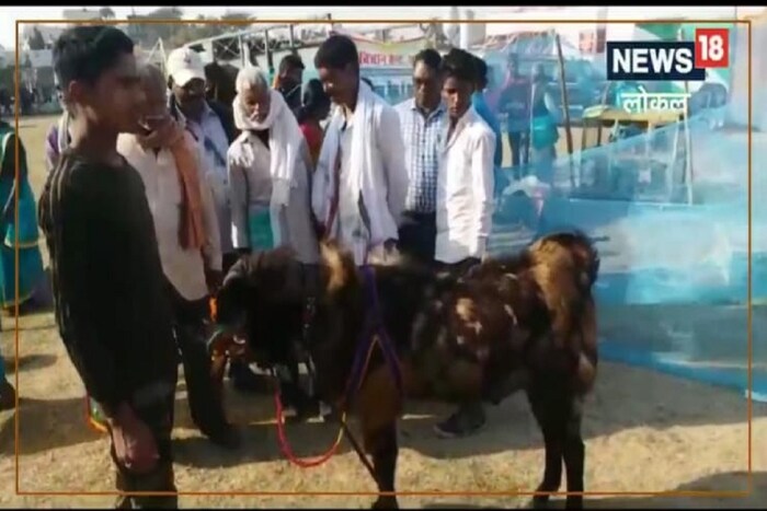 आता बकऱ्यात खास काय आहे, तर त्यांची उंची आणि किंमत. असे बकरे राजस्थानच्या सिरोही जिल्ह्यातच आढळून येतात. यांचा आकार मध्य असतो. कान पानाच्या आकाराचे असतात. ज्यांचा आकार जवळपास 10 सेमी असतो. 