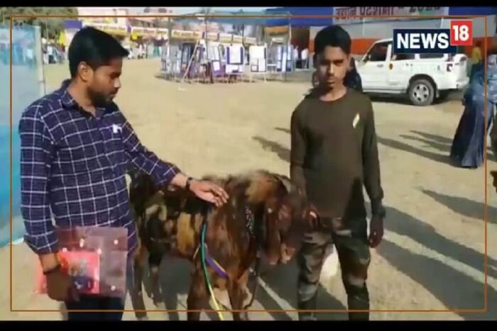 याची किंमत अंदाजे 50 हजारांपर्यंत आहे. पण सागर या बकऱ्याला विकण्याच्या तयारीत नाही. पण जर चांगली किंमत मिळाली तर विकण्याची तयारी तशी त्याने दर्शवली आहे. 