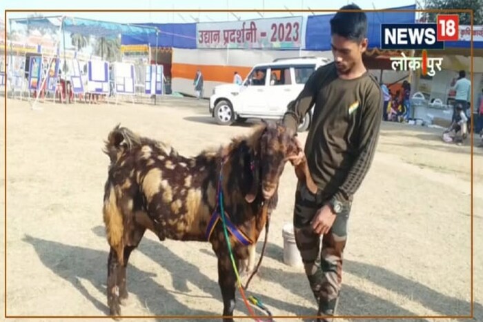 शेरा असं या बकऱ्याचं नाव आहे. या बकऱ्याचा मालक सागरने सांगितलं, शेरा दोन वर्षांचा आहे. तो फळं, चारा आणि कच्च्या भाज्या खातो. 