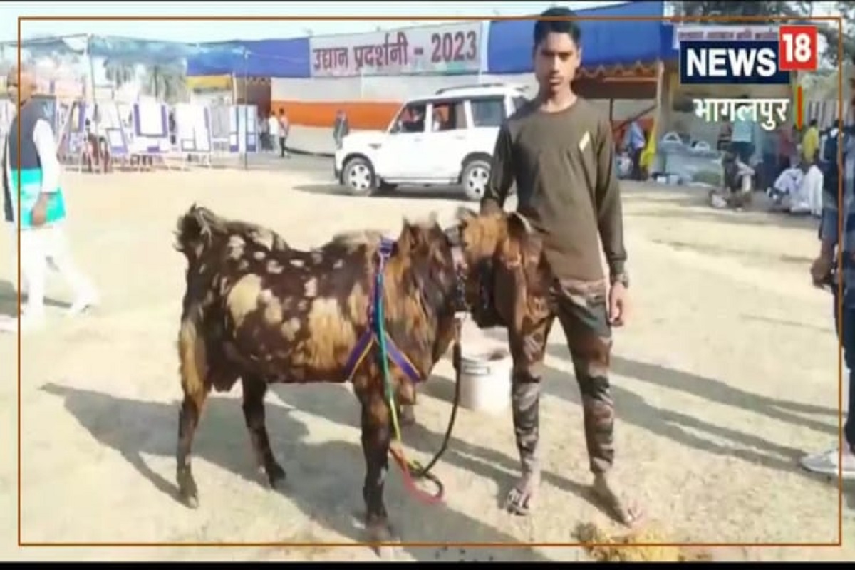 तसे तुम्ही बरेच बकरे पाहिले असतील पण सध्या एक बकरा चर्चेत आला आहे. या बकऱ्याला पाहण्यासाठी लोकांच्या रांगा लागल्या आहेत. कृषी मेळाव्यात आणण्यात आलेल्या या बकऱ्याने सर्वांचं लक्ष वेधून घेतलं आहे. 