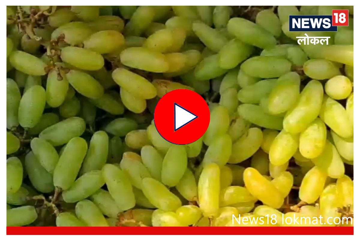 Grapes Rate : उन्हाळ्यापूर्वी बाजारात द्राक्षं दाखल, पाहा काय आहेत यंदा भाव, Video