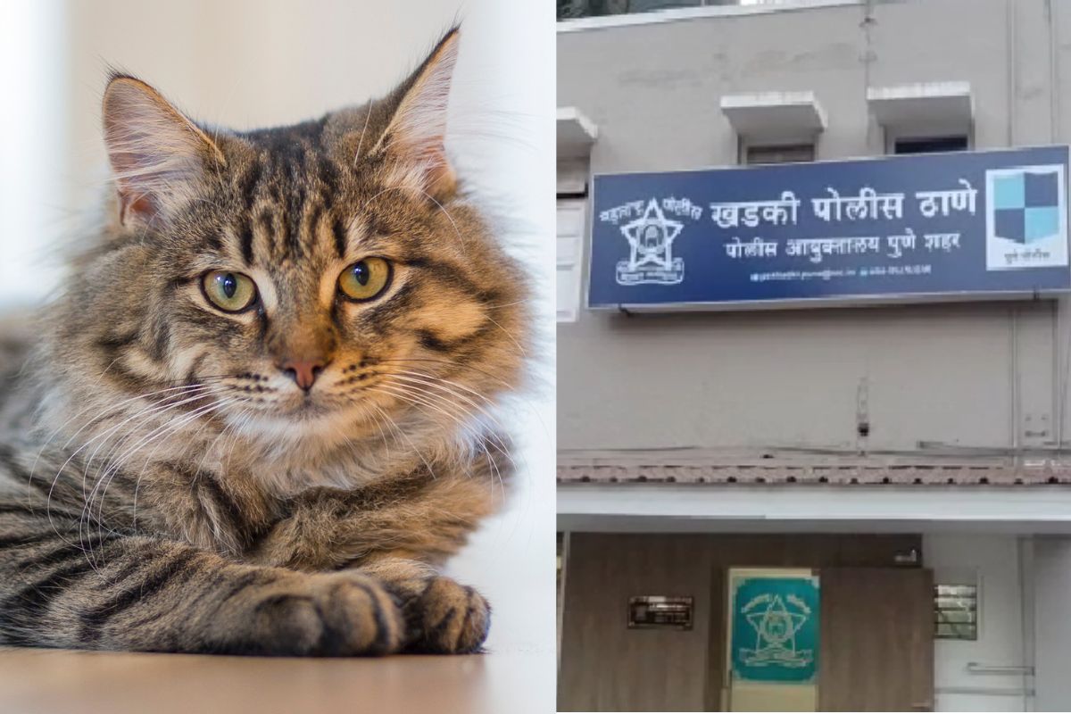 मांजरवरुन वाद