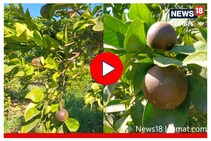 मोसंबीला मंगूचा फटका, शेतकऱ्यांनो 'या' पद्धतीनं घ्या काळजी, Video