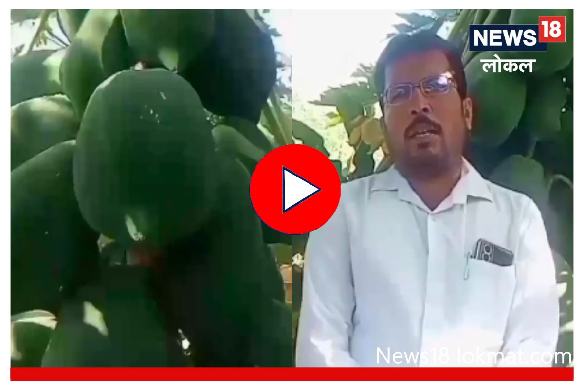 जालन्याच्या शेतकऱ्याची कमाल! पपई लागवडीतून केली लाखोंची कमाई, पाहा Video
