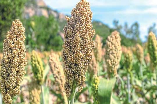 Solapur News : ज्वारीची लागवड करण्यापूर्वी 'ही' माहिती नक्की वाचा, तुमचा होईल फायदा!