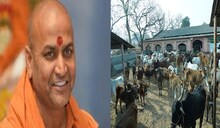 60 गाईंच्या मृत्यूबाबत कणेरी मठाचा खुलासा, पत्रकार मारहाण प्रकरणी दिलगिरी व्यक्त