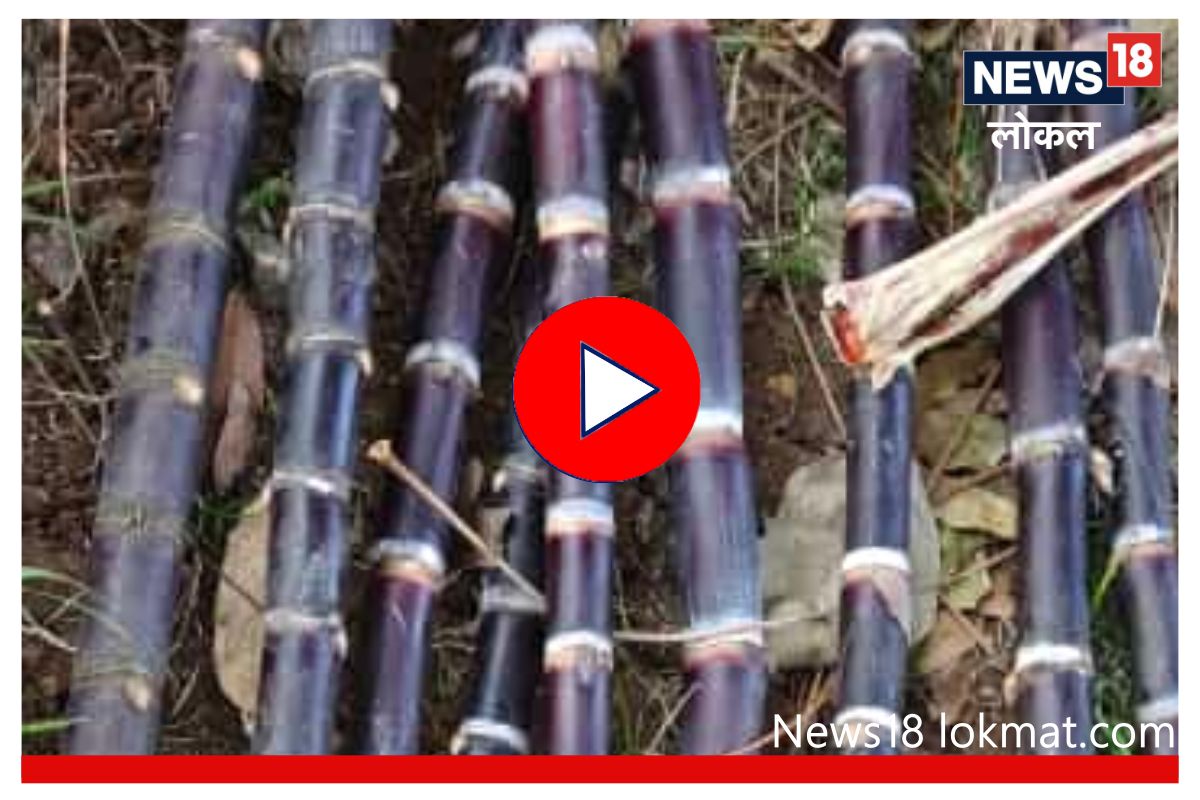 Kolhapur News : काळ्या ऊसाचाही शेतकऱ्यांना उपयोग, पाहा काय आहे आरोग्याला फायदा! Video