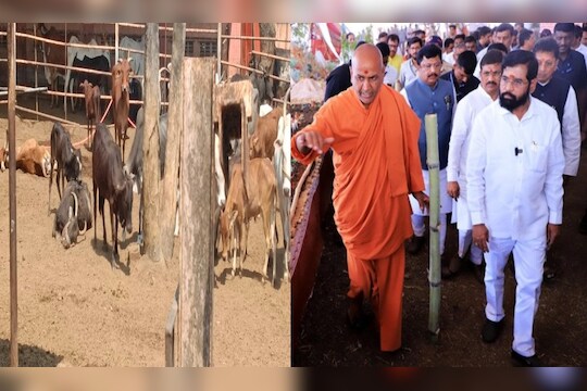ब्रेकिंग! कोल्हापुरातील कणेरी मठावर कार्यक्रमातील शिळे अन्न खायला घातल्याने 52 गायींचा मृत्यू