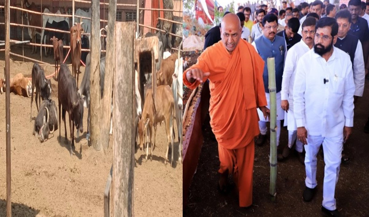 ब्रेकिंग! कोल्हापुरातील कणेरी मठावर कार्यक्रमातील शिळे अन्न खायला घातल्याने 52 गायींचा मृत्यू