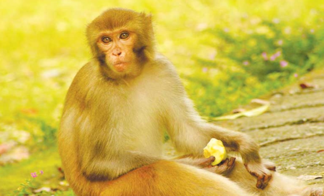 प्रतिकात्मक प्रतिमा