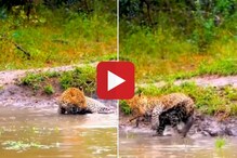 Video Viral : शिकार समजून बिबट्याने पकडली स्वत:चीच शेपटी, पुढे जे घडलं ते.... Video Viral : शिकार समजून बिबट्याने पकडली स्वत:चीच शेपटी, पुढे जे घडलं ते....