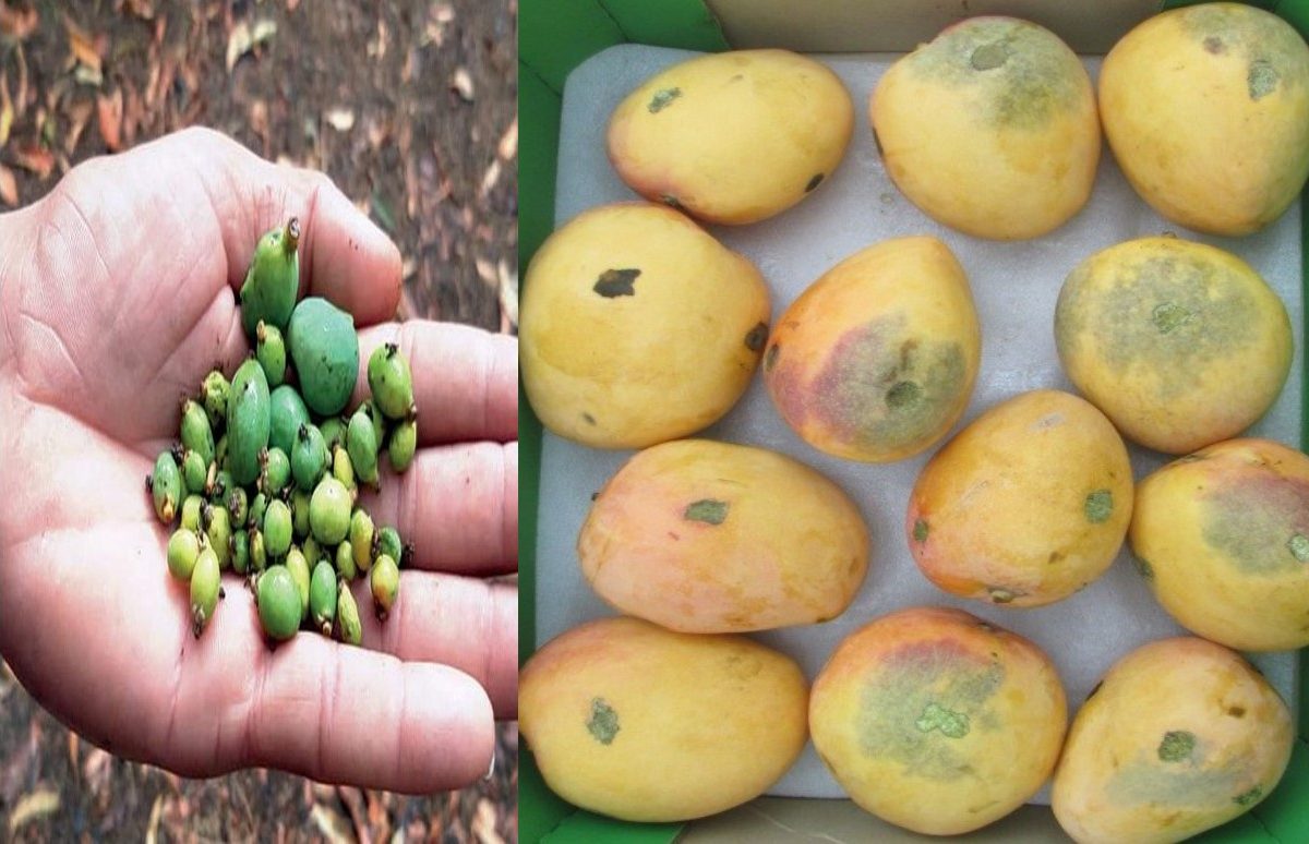 Hapus Mango Heat Wave : फळांचा राजा आंब्याला उन्हाच्या झळा, हापूस होणार ...