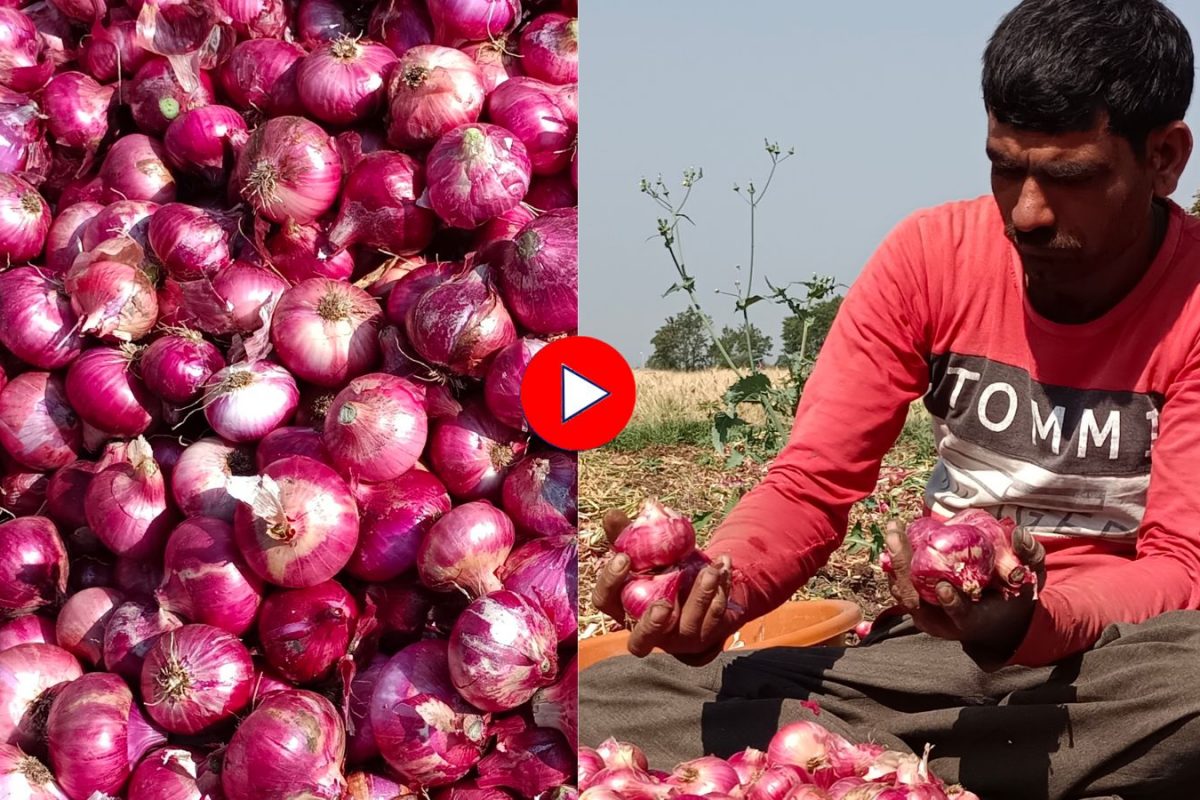 Nashik News : खर्चही निघेना, कांदा उत्पादकांच्या डोळ्यात 'अश्रू', शेतकऱ्यांचा भावूक सवाल Video