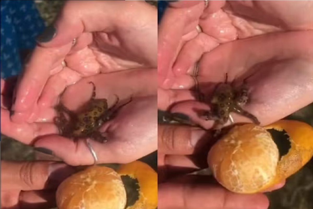 छोटासा खतरनाक जीव.