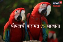 पोपटाची करामत मालकाच्या अंगलट! 75 लाखांच्या दंडासह दोन महिने तुरुंगात