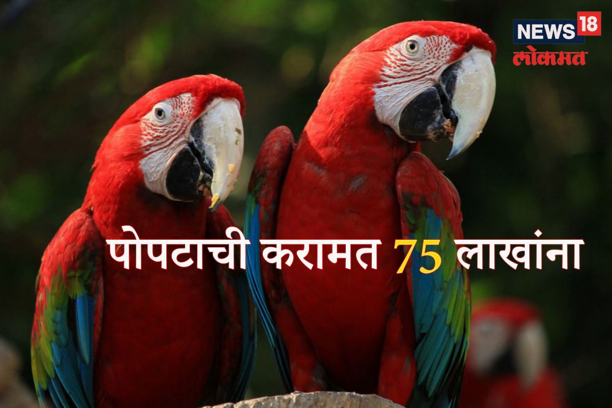 पोपटाची करामत मालकाच्या अंगलट!