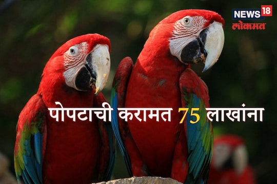 पोपटाची करामत मालकाच्या अंगलट! 