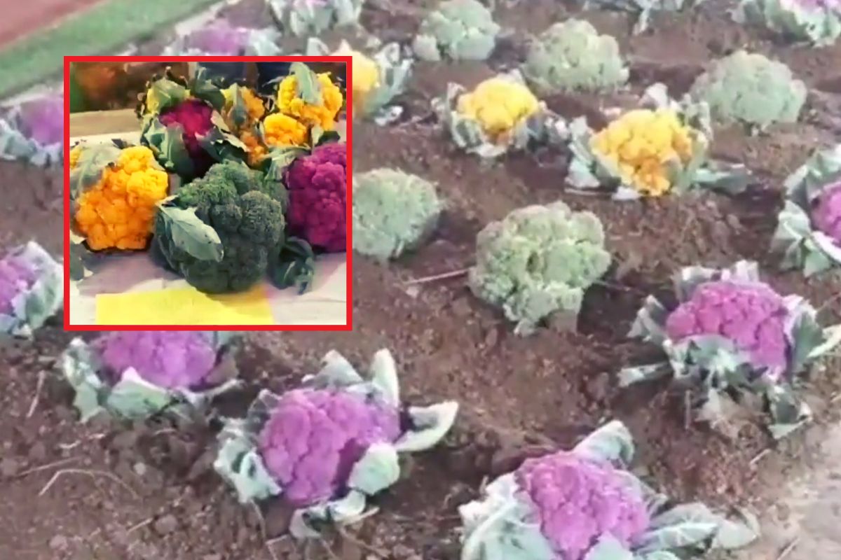 pink and yellow cauliflower cultivation