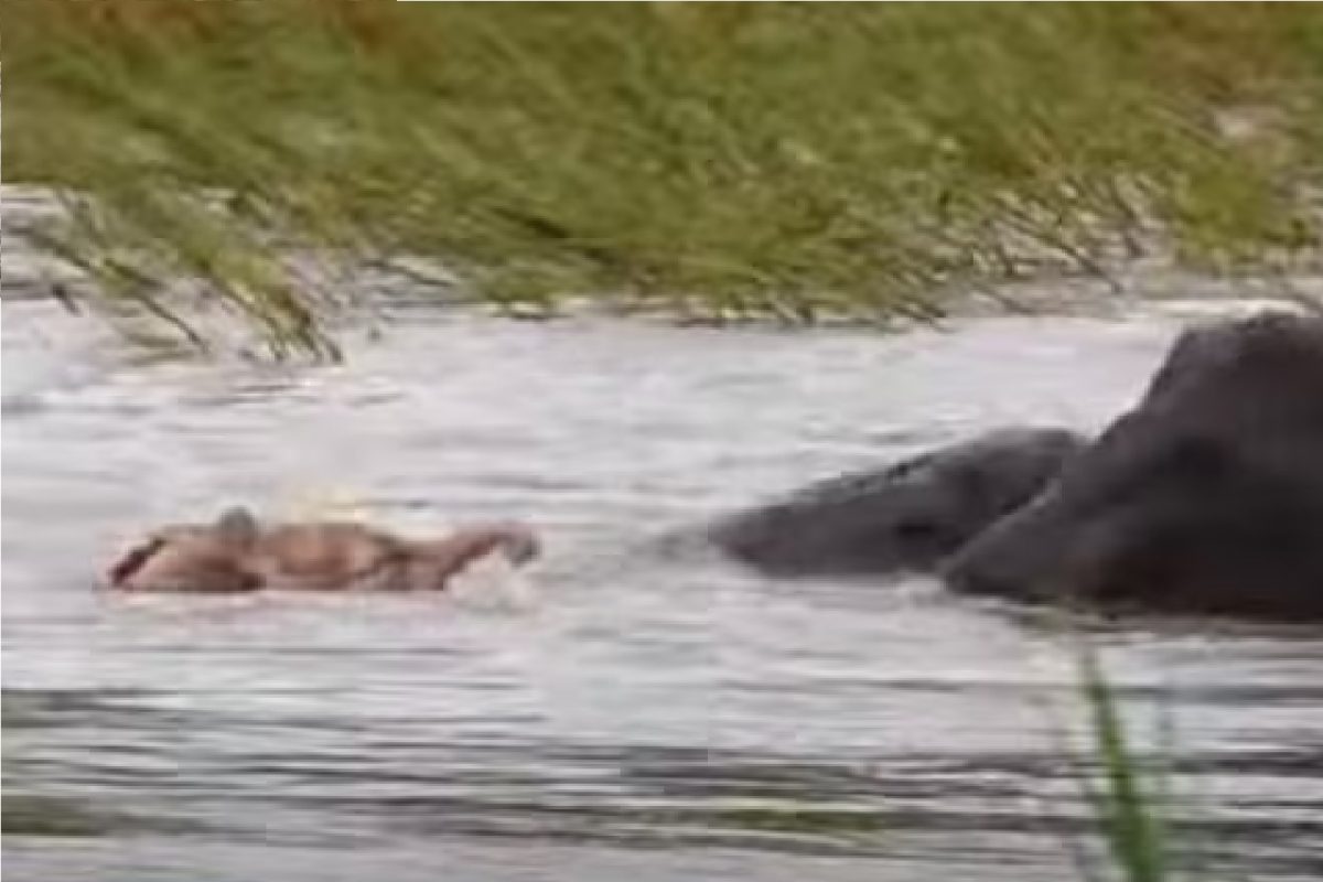 गुलाबी हत्ती (फोटो - युट्यूब व्हिडीओ ग्रॅब)