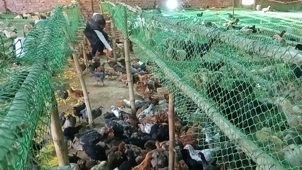 पत्रकारिता सोडून तरुणाने सुरू केला पोल्ट्री व्यवसाय, आता लोकांना देतो रोजगार