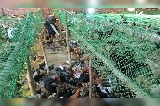 पत्रकारिता सोडून तरुणाने सुरू केला पोल्ट्री व्यवसाय, आता लोकांना देतो रोजगार