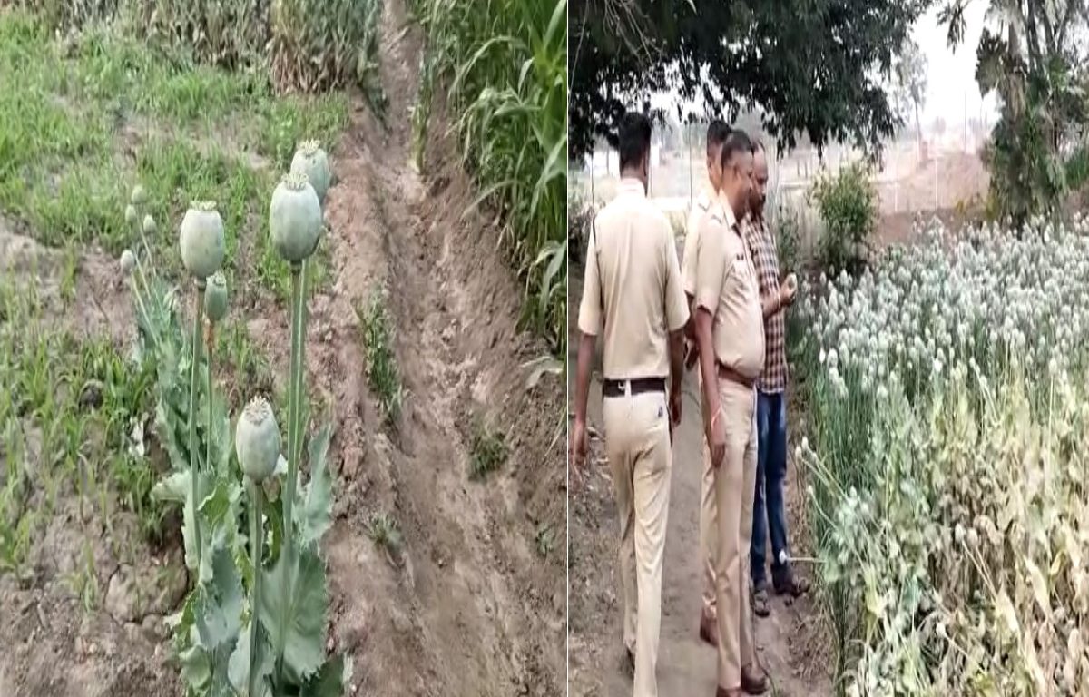 Pune Police Arrest Farmer : पुणे : शेताच्या बांधाला अफू लावणे शेतकऱ्याच्या अंगलट; पोलिसात गुन्हा दाखल