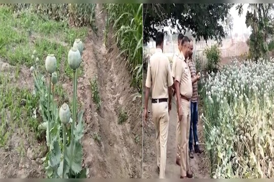 Pune Police Arrest Farmer : पुणे : शेताच्या बांधाला अफू लावणे शेतकऱ्याच्या अंगलट; पोलिसात गुन्हा दाखल