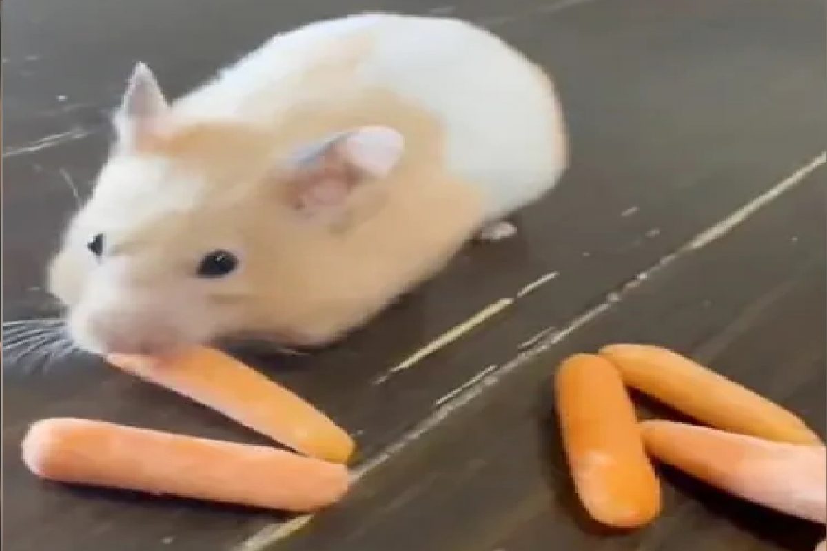 उंदीर गाजर खाताना (फोटो सौजन्य - ट्विटर व्हिडीओ ग्रॅब)