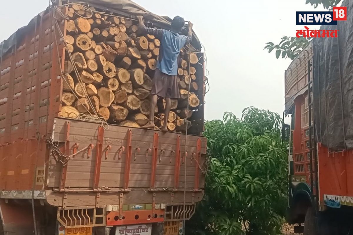 रत्नागिरीत खुलेआम वृक्षांची कत्तल!