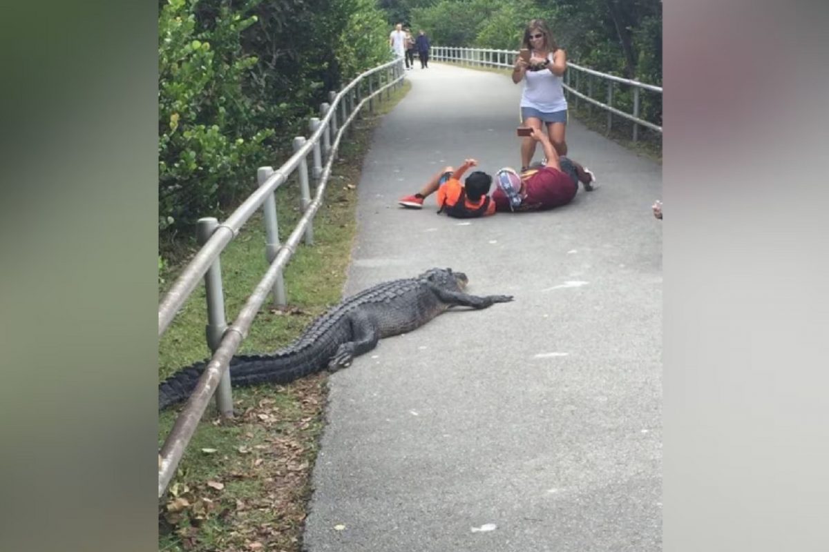 मगरीसोबत सेल्फी.