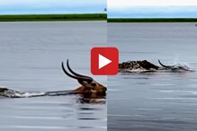 Wild Life : मगर पकडणार इतक्यात हरणाने पलटला गेम... शिकारीचा थरार कॅमेरात कैद Wild Life : मगर पकडणार इतक्यात हरणाने पलटला गेम... शिकारीचा थरार कॅमेरात कैद