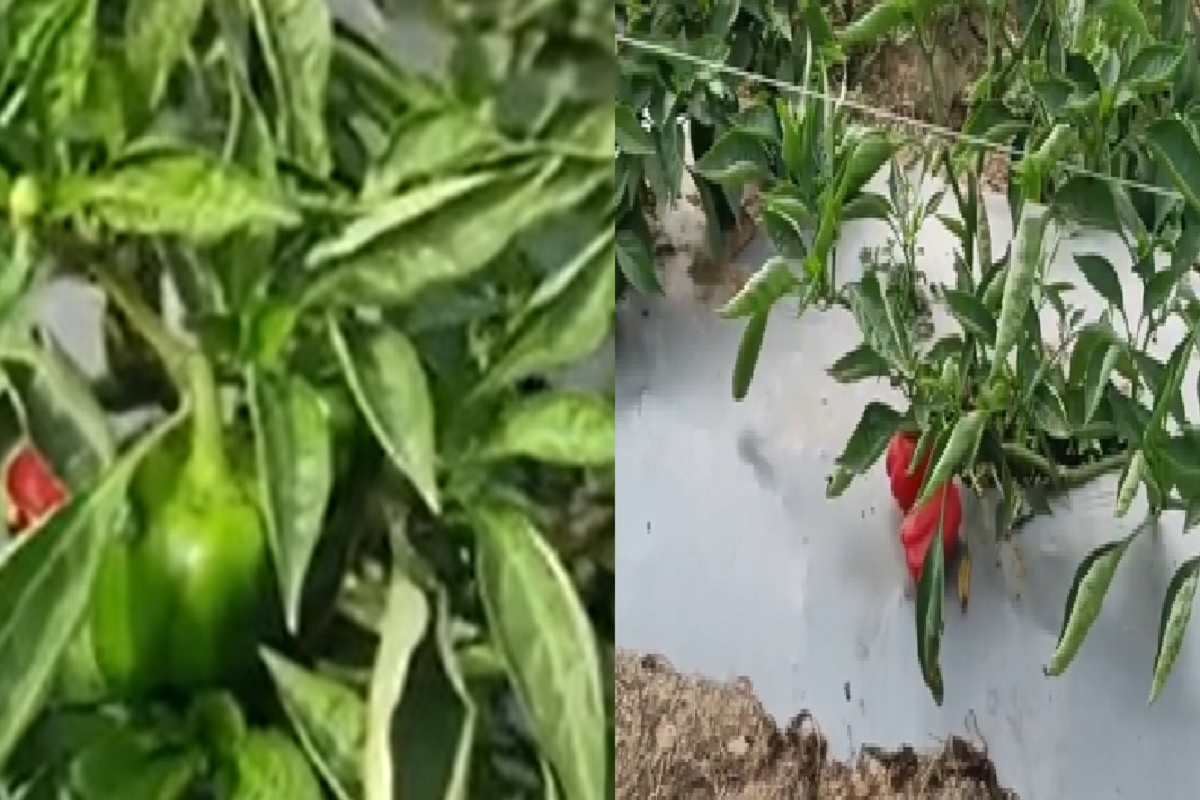 Local 18 : पारंपारिक शेती सोडून काढली मिरची अन् कोरोना काळात बनले लखपती!