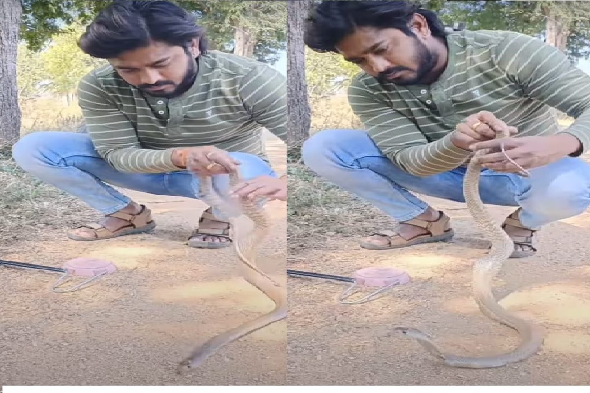 सापाचा व्हिडीओ व्हायरल.