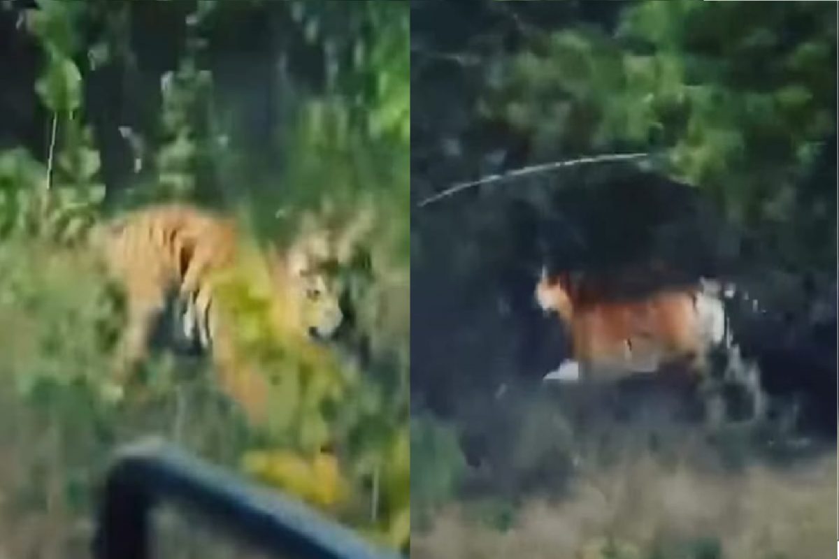 वाघाचा व्हिडीओ.