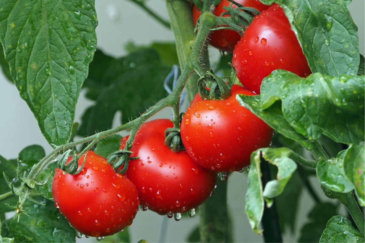 चोरट्यांनी टोमॅटो केले लंपास