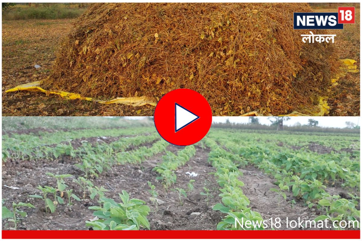 शेतकऱ्यांची कमाल; एका वर्षात सोयाबीनची तब्बल 3 पिके, पाहा Video