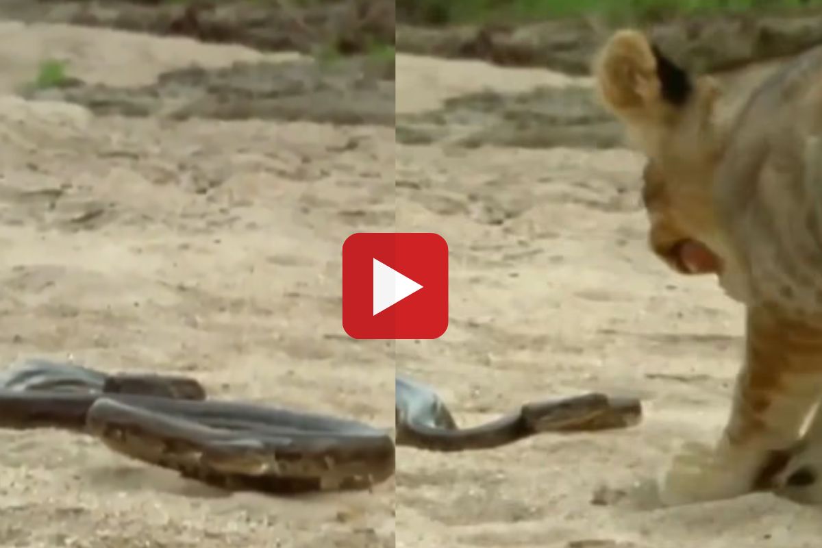 व्हायरल व्हिडीओ