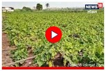 Sangli : काही क्षणात द्राक्ष बाग झाली भुईसपाट! शेतकऱ्याचं लाखोंच नुकसान Video
