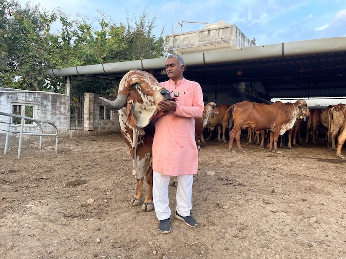 याबाबत गीर गौजतन संस्थेचे मालक रमेशभाोई रुपारेलिया म्हणाले, 'हा राजवाडी नंदी 42 लाख रुपयांना विकत घेतला आहे. खरं तर ही माझी गुंतवणूक आहे. गिर गौ जातन या संस्थेच्या माध्यमातून सुमारे 100 कुटुंबांना रोजगार मिळत आहे. मात्र, हा नंदीबैल घेण्याचे कारण म्हणजे या संस्थेच्या 250 गायी भविष्यात उत्कृष्ट वासरे निर्माण करतील. मला विश्वास आहे की, मला पाच वर्षांत माझ्या गुंतवणुकीच्या 10 पट परतावा मिळेल, असेही ते म्हणाले. 