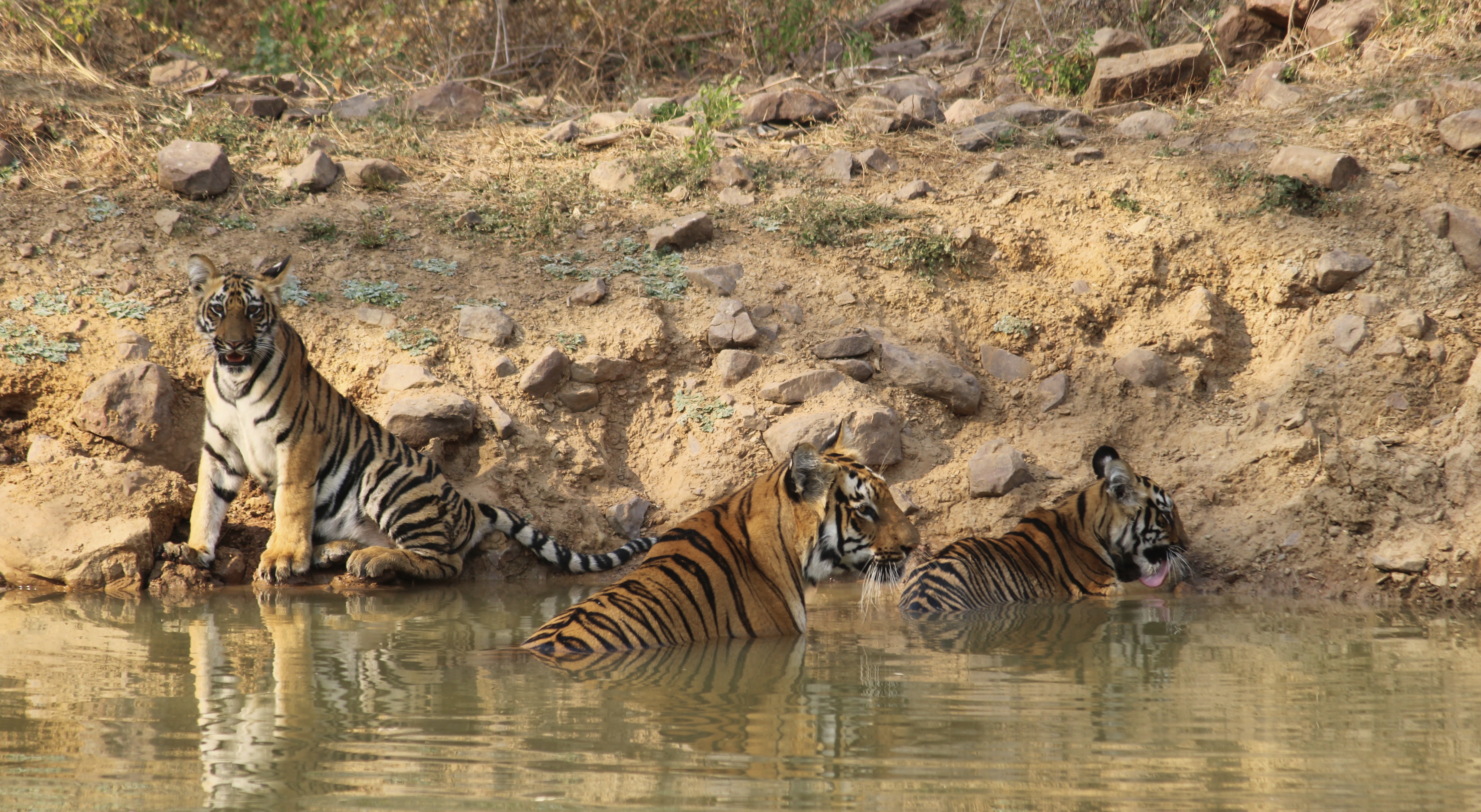 सर्वत्र उन्हाळ्याची चाहूल लागली असून वातावरणातील तापमान देखील वाढत आहे. या उष्णतेच्या झळा मनुष्यांप्रमाणेच वन्यजीवांना देखील सोसाव्या लागत आहेत
